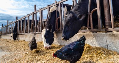 Pasteurisation kills avian flu viruses, study finds